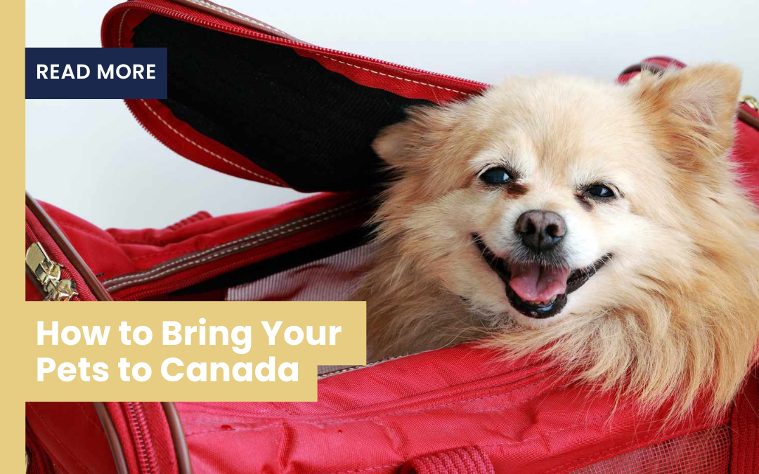 How to Bring Your Pets​ to Canada